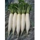 Radish White long